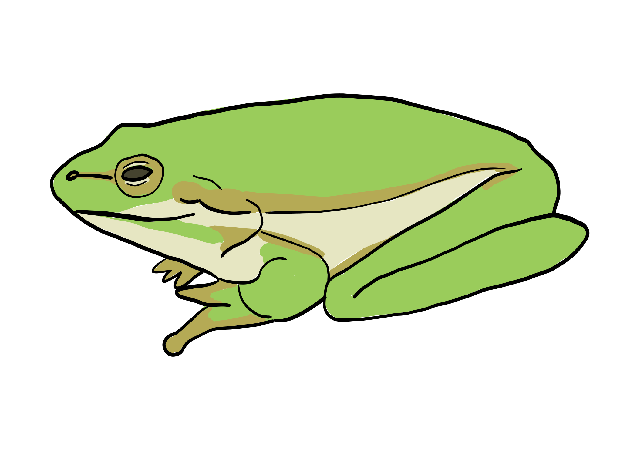 
                    A second digital drawing of Litoria fallax.
                    The frog is sitting in profile, facing to the left.
                    It is light green all over its back and limbs with a light cream and brownish-gray underside.
                    Its eye is surrounded by a brownish-gray circle with a stirp pointing towards its nose.
                    Its limbs are compact.
                    