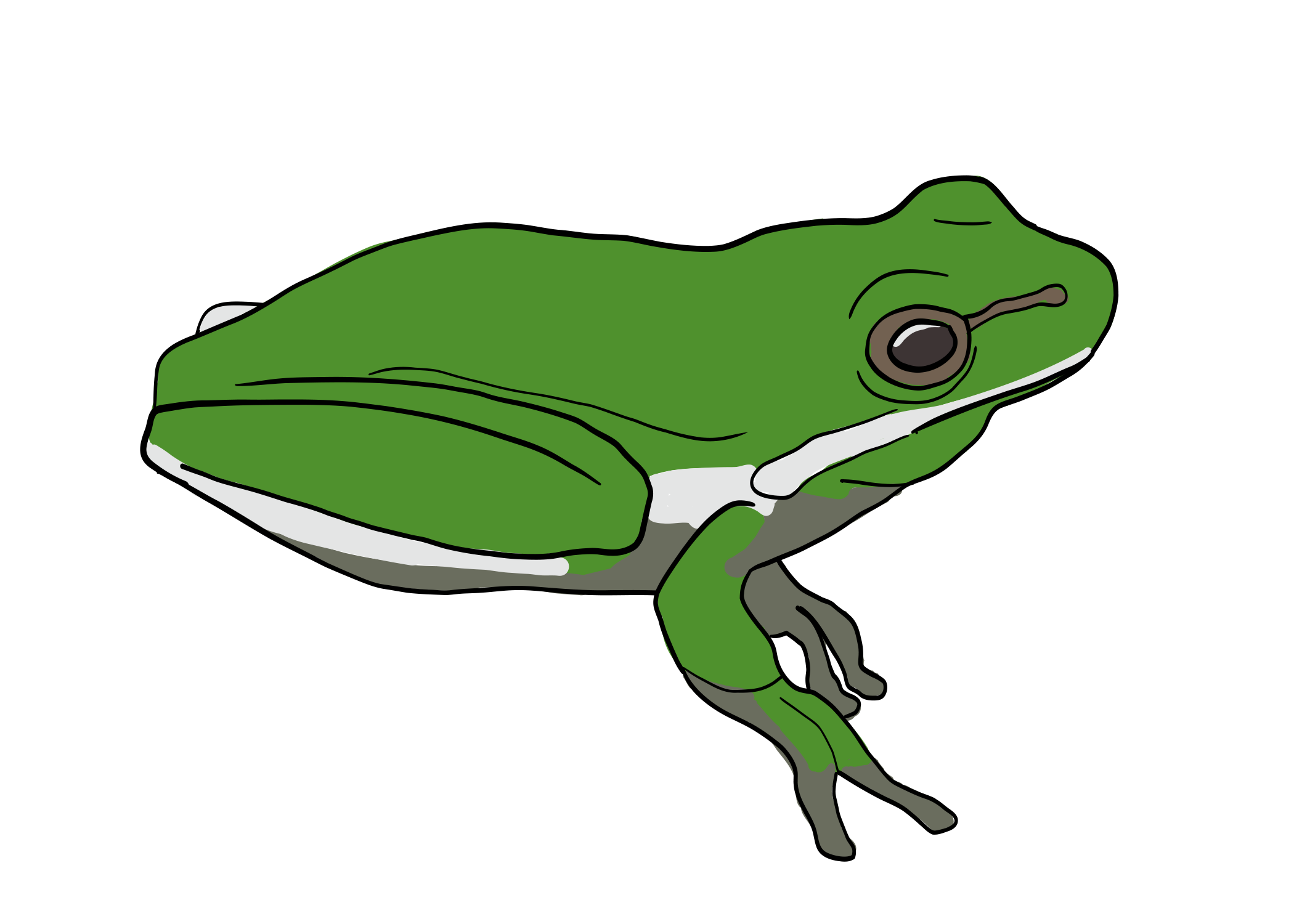 
                    Digital drawing of Litoria fallax, the eastern dwarf tree frog. 
                    The frog is sitting in profile, facing to the right.
                    It is green all over its back and limbs with a light cream and gray underside.
                    Its eye is surrounded by a gray circle with a stripe pointing towards its nose. 
                    Its front limbs are slightly extended away from the body.
                    