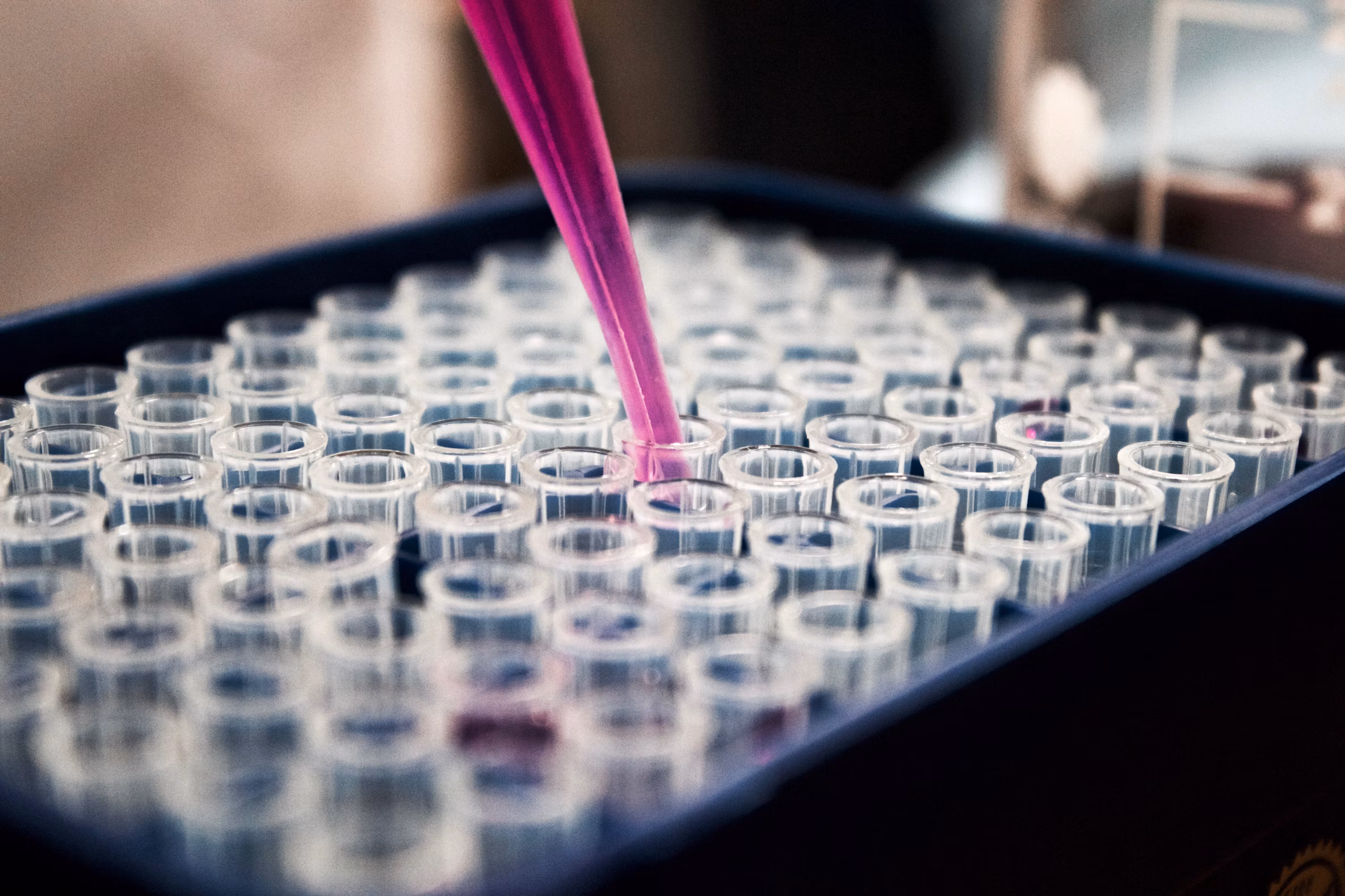 Stock photograph of a pipette tip filled with pink liquid dispensing into a 96-well plate.