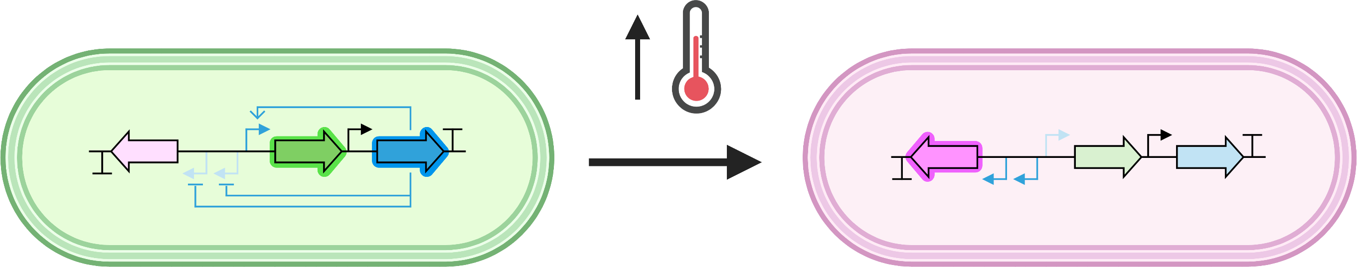 Graphical abstract. Cartoon of a green bacterium transforming
					into a magenta bacterium with an increase in temperature. 
					The bacteria have schematics of genetic circuits inside.