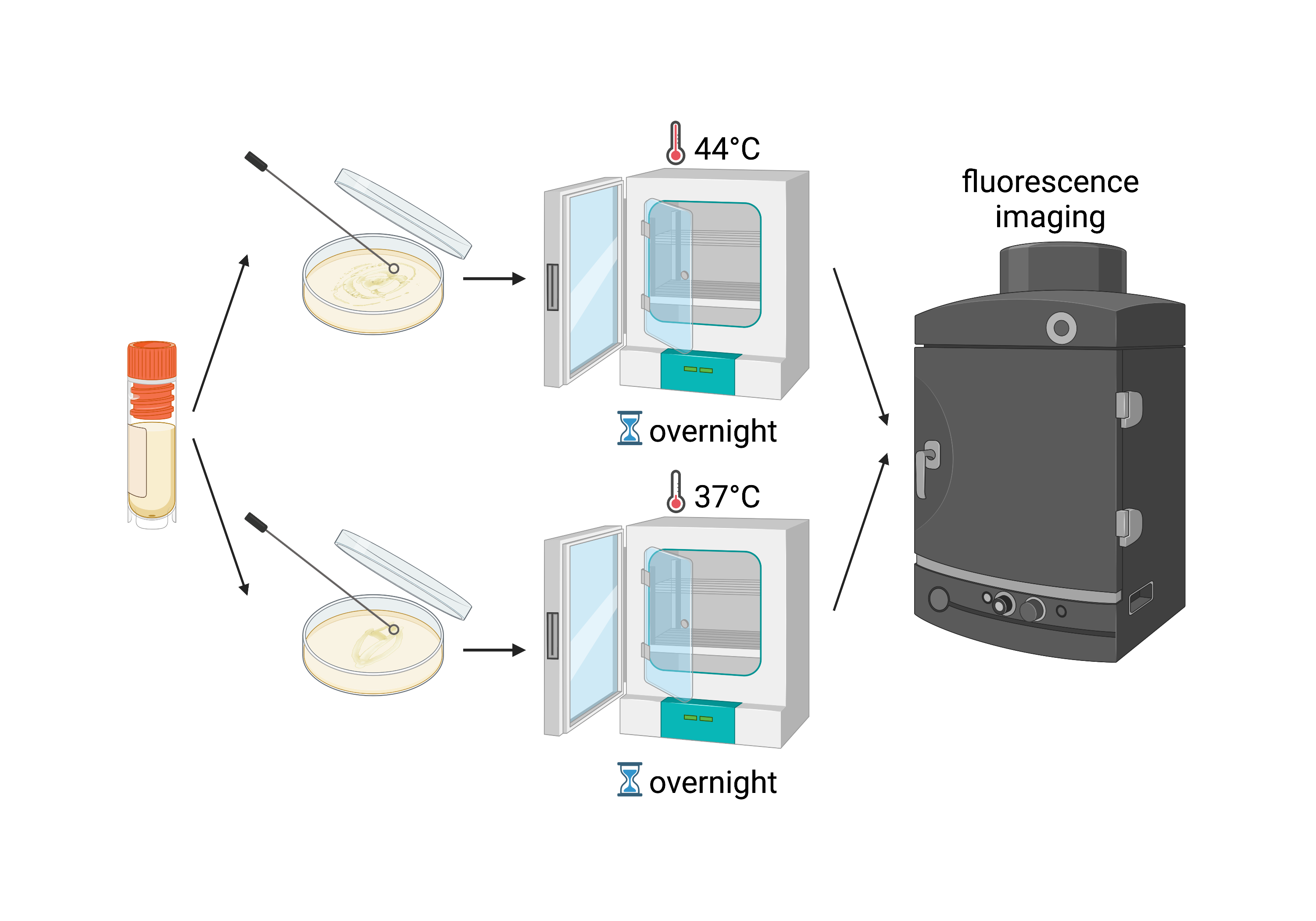 Schematic illustrating experiment to show differential gene expression with temperature on solid culture. Created with BioRender.